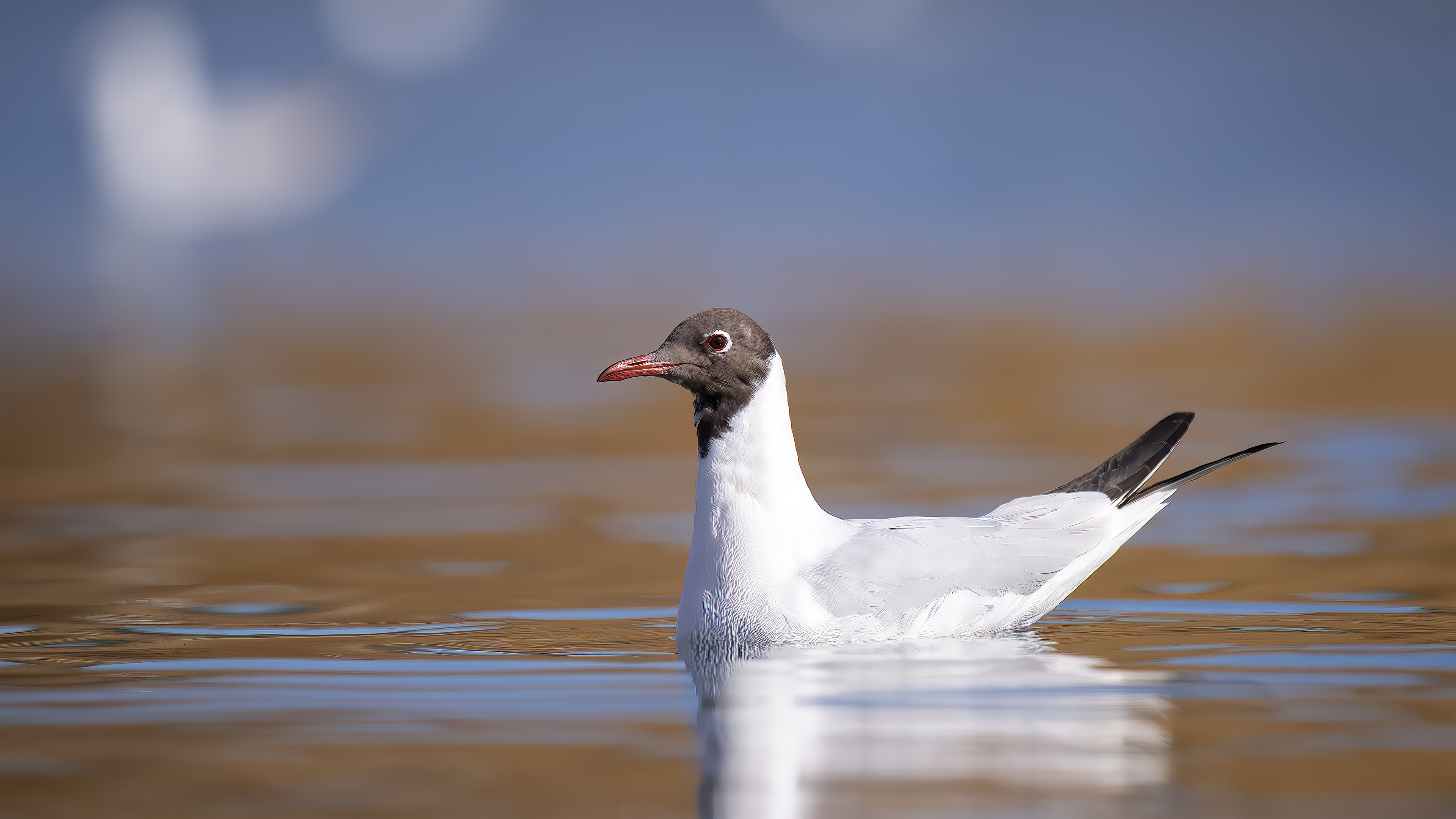 Black-headed Gull